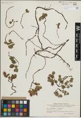 Foto von Salix herbacea L. x Salix polaris Wahlenb.